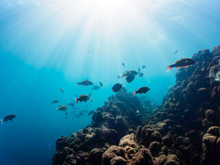 Fototapeta premium 逆光の美しいホウライヒメジ（ヒメジ科）、チョウチョウウオ（チョウチョウウオ科）他の群れ。日本国静岡県伊豆半島賀茂郡南伊豆町中木から渡し船で渡るヒリゾ浜にて。 2022年10月撮影。Whitesaddle goatfish (Parupeneus ciliatus) Oriental ButterflyFish (Chaetodon aurites) and others. 