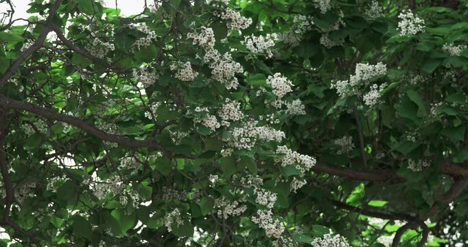 Blooming apple tree in spring on a sunny day.