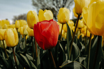 Obraz premium Red tulips among yellow tulips