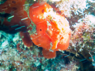 エスカ（触手）を振って小魚を呼び寄せて狩る、可愛いイロカエルアンコウ（カエルアンコウ科）の幼魚。

日本国静岡県伊豆半島賀茂郡南伊豆町中木から渡し船で渡るヒリゾ浜にて。
2022年10月撮影。

A lovely juvenile Painted frogfish (Antennarius pictus) that attracts and hunts small fish by waving 