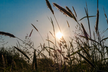 Obraz premium sunset in the field