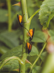 Saw flies on a Dog Rose bush