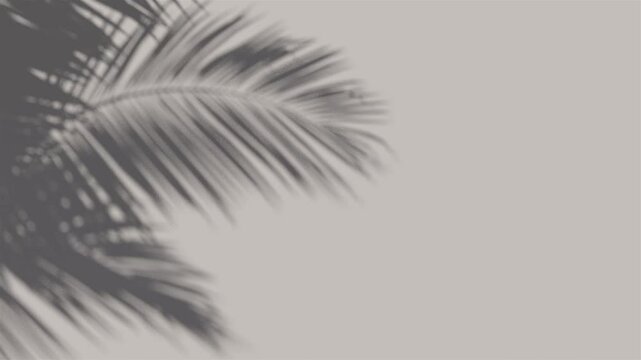 shadow palm leaf in the wind blowing overlay on white wall background wall textures, video background for Product or showcase