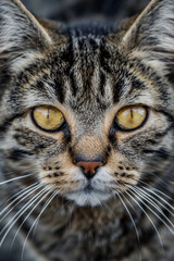 Obraz premium Katzenaugen 