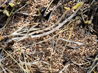An exposed ant's nest with hundreds of ant eggs