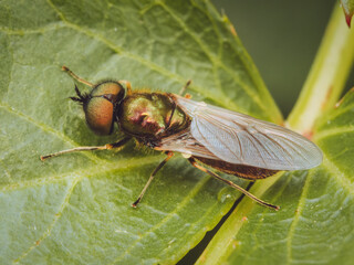 A lone Chloromyia fly resting on a leaf
