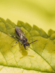 A lone Hylaeus hyalinatus bee 'hairy yellow-face'