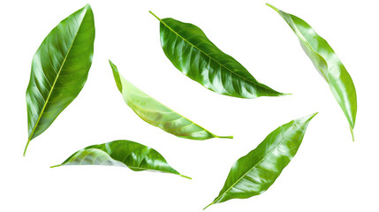 Scattered Mango Leaves