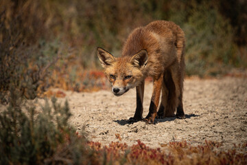 Vulpes vules. Zorro rojo al acecho en el parque nacional de Doñana, Isla Mayor, Sevilla, España.