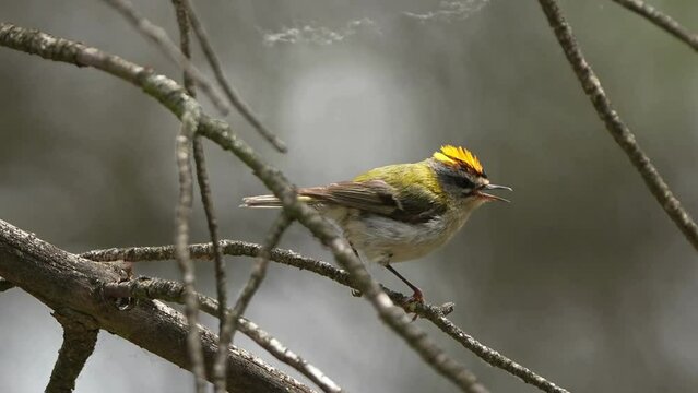 Reyezuelo listado (Regulus ignicapilla) cantando en las ramas de un pino, N&aacute;jera, La Rioja.