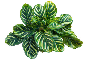 Calathea Orbifolia Leaves Cluster