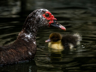 Pato criollo y bebe pato nadando en un lago
