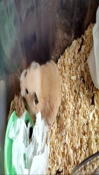 Syrian hamster with a bread in a mouth in cage