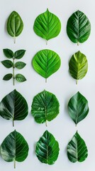 Obraz premium Tree leaves collage isolated on light background.