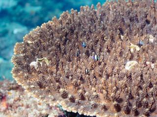 テーブルサンゴに住む可愛いフタスジリュウキュウスズメダイ（スズメダイ科）の幼魚の群れ他。

日本国静岡県伊豆半島賀茂郡南伊豆町中木から渡し船で渡るヒリゾ浜にて。
2022年10月撮影。

A school of the Lovely Reticulated Dascyllus (Dascyllus reticulatus) juvenile and others in Table Coral.
