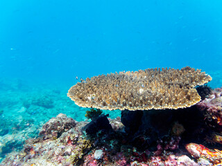 テーブルサンゴに住む可愛いフタスジリュウキュウスズメダイ（スズメダイ科）の幼魚の群れ他。

日本国静岡県伊豆半島賀茂郡南伊豆町中木から渡し船で渡るヒリゾ浜にて。
2022年10月撮影。

A school of the Lovely Reticulated Dascyllus (Dascyllus reticulatus) juvenile and others in Table Coral.
