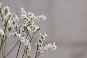 Small white flowers