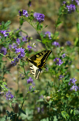 Swallowtail butterfly