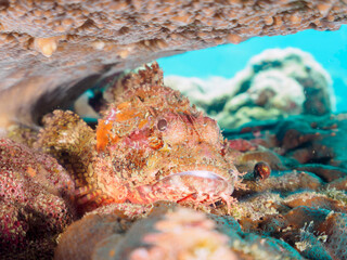 岩の間で完璧な擬態をする、美しいオニカサゴ（フサカサゴ科）他。

日本国静岡県伊豆半島賀茂郡南伊豆町中木から渡し船で渡るヒリゾ浜にて。
2022年10月撮影。

A beautiful Hairy Stingfish (Scorpaenopsis cirrhosa), mimicking perfectly among rocks and others.
