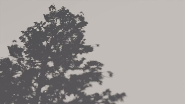 shadow pine leaf in the wind blowing overlay on white wall background wall textures, video background for Product or showcase logo video