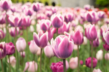 Beautiful colorful tulips in the garden.