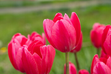 Obraz premium Beautiful colorful tulips in the garden.
