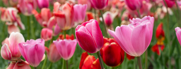 Beautiful colorful tulips in the garden.