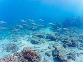 Fototapeta premium 岩場に集まる、美しいタイワンカマス（カマス科）他の群れ。日本国静岡県伊豆半島賀茂郡南伊豆町中木から渡し船で渡るヒリゾ浜にて。 2022年10月撮影。Beautiful a school of Yellowtail barracuda (Sphyraena obtusata) and others gather on a rocky beach. 