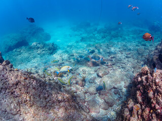美しいニセカンランハギ、ニザダイ（ニザダイ科）、ホウライヒメジ（ヒメジ科）他の群れ。

日本国静岡県伊豆半島賀茂郡南伊豆町中木から渡し船で渡るヒリゾ浜にて。
2022年10月撮影。
Pencil surgeonfish (Acanthurus dussumieri), Sawtail (Prionurus scalprum), Whitesaddle goatfish (Parupeneus 
