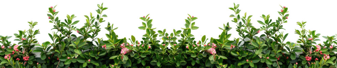 Green Hedge with Pink Flowers