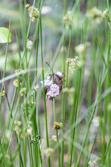 Plant Juncus. Juncus inflexus. Green background. A dry leaf on a green plant