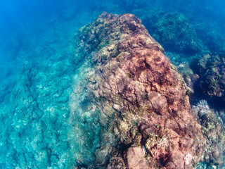 美しいエンタクミドリイシ（ミドリイシ科）、フタマタハマサンゴ（ハマサンゴ科）等のサンゴの群生。

日本国静岡県伊豆半島賀茂郡南伊豆町中木から渡し船で渡るヒリゾ浜にて。
2022年10月撮影。

A beautiful colony of corals such as Acropora Solitaryensis and Porites Lutea.
