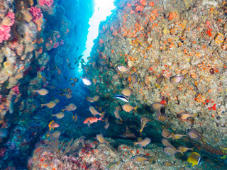 水中洞窟にいる、美しいミナミハタンポ（ハタンポ科）、チョウチョウウオ（チョウチョウウオ科）、ホウライヒメジ（ヒメジ科）、ホンソメワケベラ（ベラ科）、アカハタ（ハタ科）他の群れ。

日本国静岡県伊豆半島賀茂郡南伊豆町中木から渡し船で渡るヒリゾ浜にて。
2022年10月撮影。
Black-Stripe Sweeper (Pempheris schwenkii), Oriental Butterfly