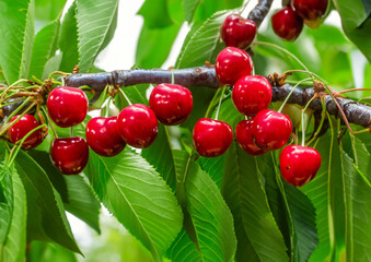 red cherries on a branch