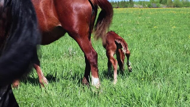 A newborn foal nurses in a green field, symbolizing family, nature, innocence, and rural life