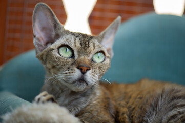 Liegende getigerte Devon Rex Katze auf dem Balkon