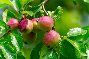 Close-up of green and red apples hanging on apple tree at organic farm at Swiss City of Zürich on...
