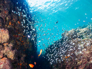 水中洞窟にいる、美しいキンギョハナダイ（ハナダイ亜科）、ソラスズメダイ（スズメダイ科）、ミナミハタンポ（ハタンポ科）、クロホシイシモチ（テンジクダイ科）他の幼魚の群れ。

日本国静岡県伊豆半島賀茂郡南伊豆町中木から渡し船で渡るヒリゾ浜にて。
2022年10月撮影。
Sea Goldie (Pseudanthias squamipinnis), Heavenly Damselfish (Pomace