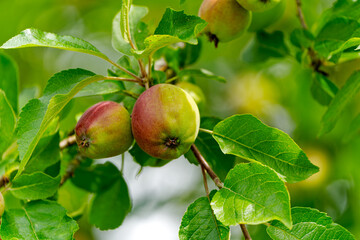 Close-up of green and red apples hanging on apple tree at organic farm at Swiss City of Zürich on...