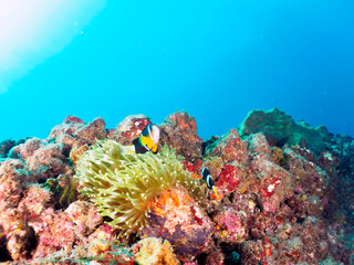 美しいイソギンチャク畑の可愛いクマノミ（クマノミ亜科）のペア。

日本国静岡県伊豆半島賀茂郡南伊豆町中木から渡し船で渡るヒリゾ浜にて。
2022年10月撮影。

The Lovely Yellowtail clownfish (Amphiprion clarkii) Pair in Beautiful Sea Anemones,
