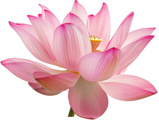 Fototapeta premium Large Pink Lotus Flower