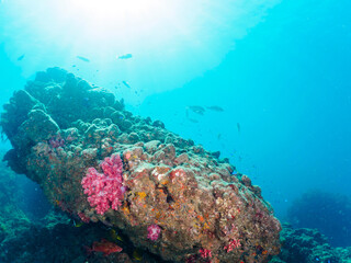 ウミトサカ（ウミトサカ科）、イボヤギ（キサンゴ科）他のソフトコーラルが群生する美しい岩礁。

日本国静岡県伊豆半島賀茂郡南伊豆町中木から渡し船で渡るヒリゾ浜にて。
2022年10月撮影。

A beautiful reef where Alcyonacea, Orange Cup Coral (Tubastraea foulkneri) and other soft corals grow in 