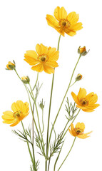 Obraz premium Cluster of Bright Yellow Flowers