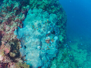 巨大なルリサンゴ（キクメイシ科）の群生とサンゴに寄生する、花のように美しいイバラカンザシ（カンザシゴカイ科）。
こう見えてゴカイの仲間の虫のエラである。

日本国静岡県伊豆半島賀茂郡南伊豆町中木から渡し船で渡るヒリゾ浜にて。
2022年10月撮影。
Leptastrea purpurea, Christmas Tree Worm (Spirobranchus giganteus)
