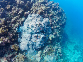 巨大なルリサンゴ（キクメイシ科）の群生とサンゴに寄生する、花のように美しいイバラカンザシ（カンザシゴカイ科）。
こう見えてゴカイの仲間の虫のエラである。

日本国静岡県伊豆半島賀茂郡南伊豆町中木から渡し船で渡るヒリゾ浜にて。
2022年10月撮影。
Leptastrea purpurea, Christmas Tree Worm (Spirobranchus giganteus)
