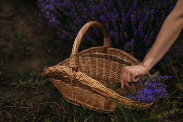 Female hands picking lavender