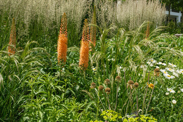Eremurus Ruiter-Hybride 'Cleopatra' – Steppenkerze, Lilienschweif © progarten