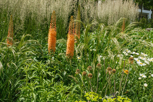 Eremurus Ruiter-Hybride 'Cleopatra' &ndash; Steppenkerze, Lilienschweif