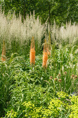 Eremurus Ruiter-Hybride 'Cleopatra' – Steppenkerze, Lilienschweif