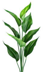 Fototapeta premium Tall Green Plant with Elongated Leaves